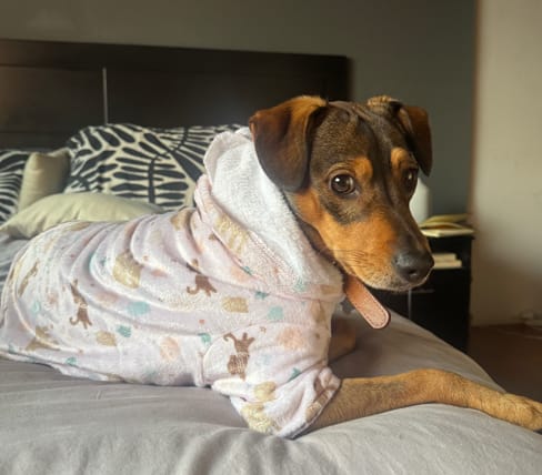 Custom Dog Hoodies! - image 1 - student project