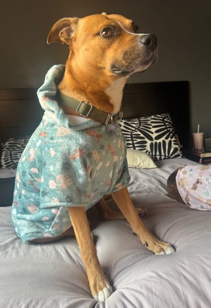 Custom Dog Hoodies! - image 2 - student project