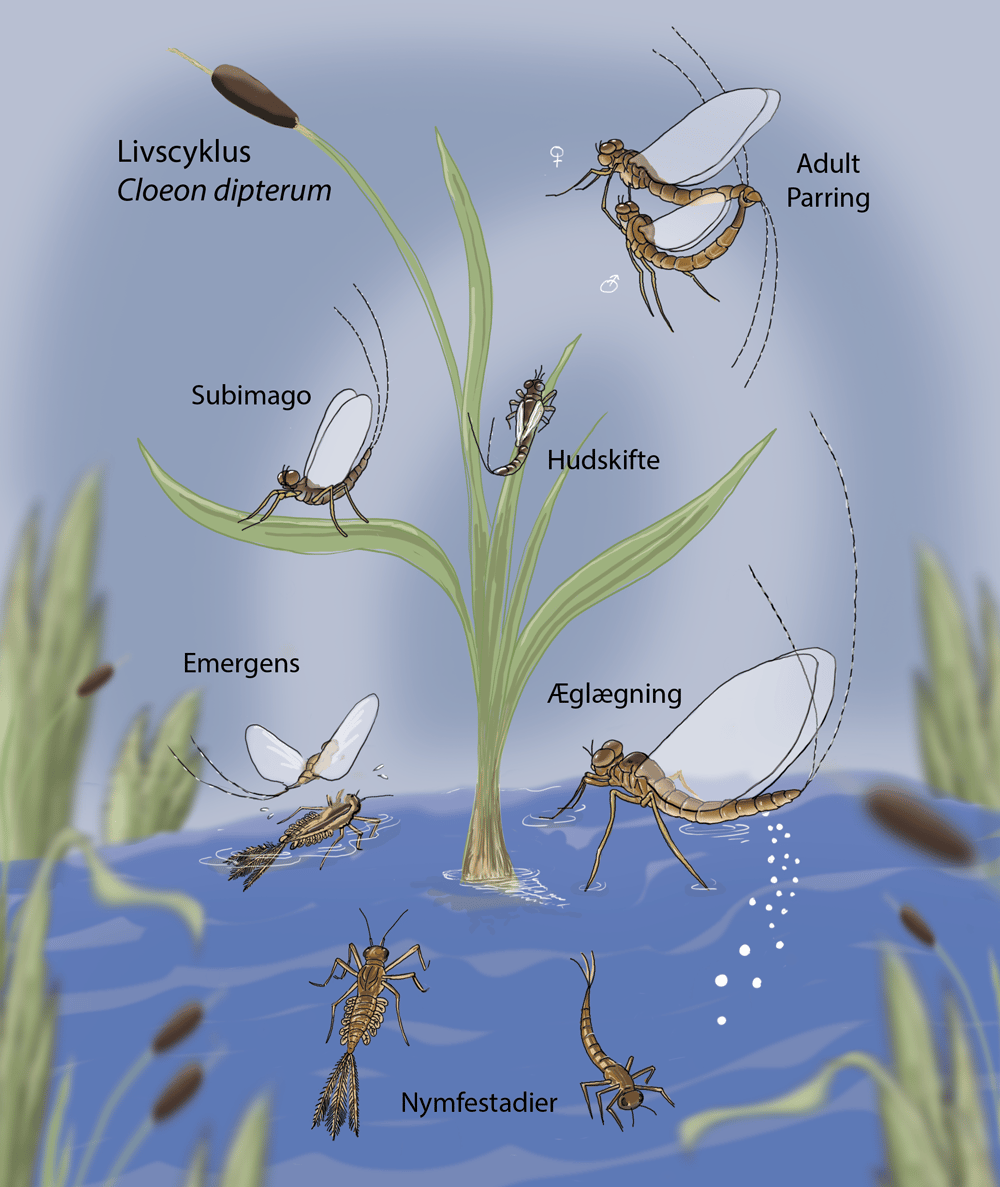 Mayflies anatomy and lifecycle Skillshare Student Project