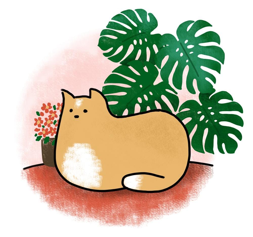 Kitty loves the plants - image 6 - student project