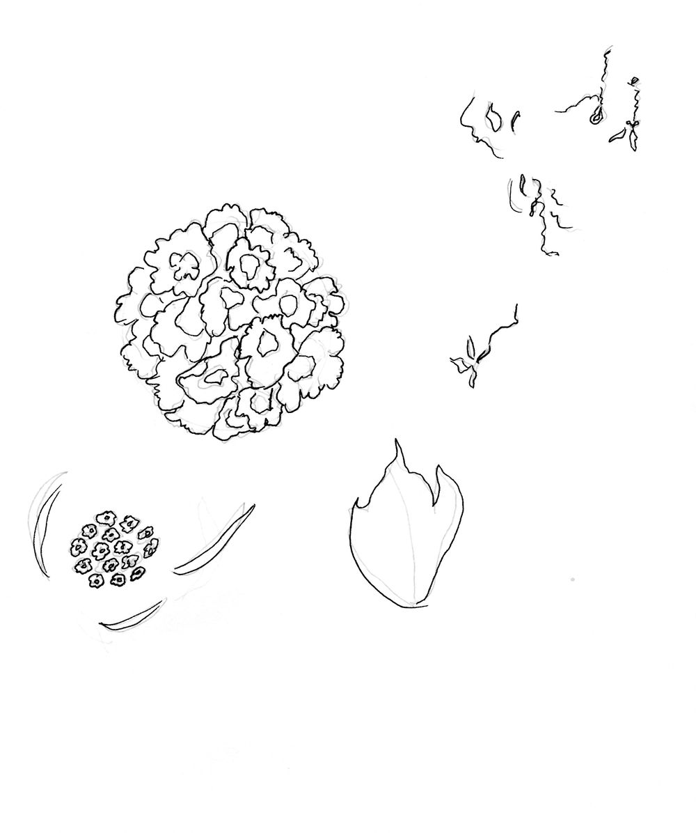 Asian Tropics - image 12 - student project