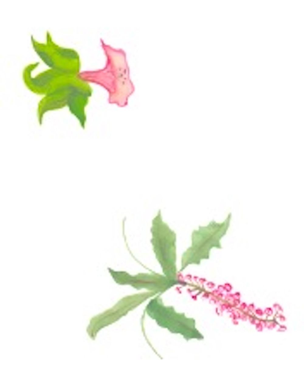 Asian Tropics - image 3 - student project