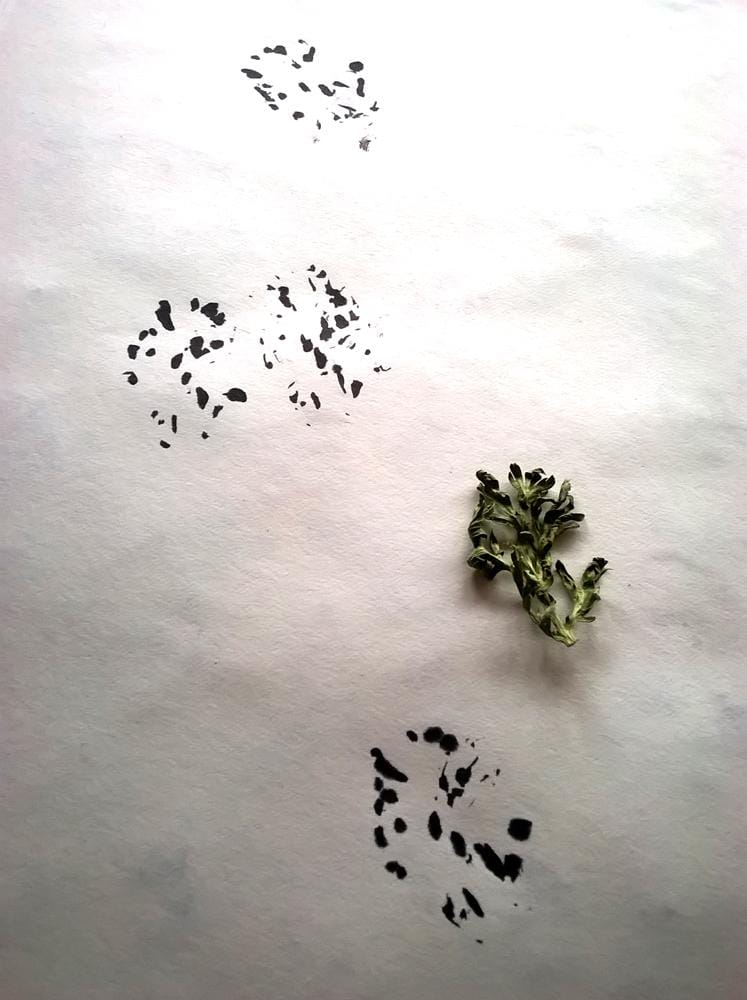 ink and patterns :)  - image 21 - student project