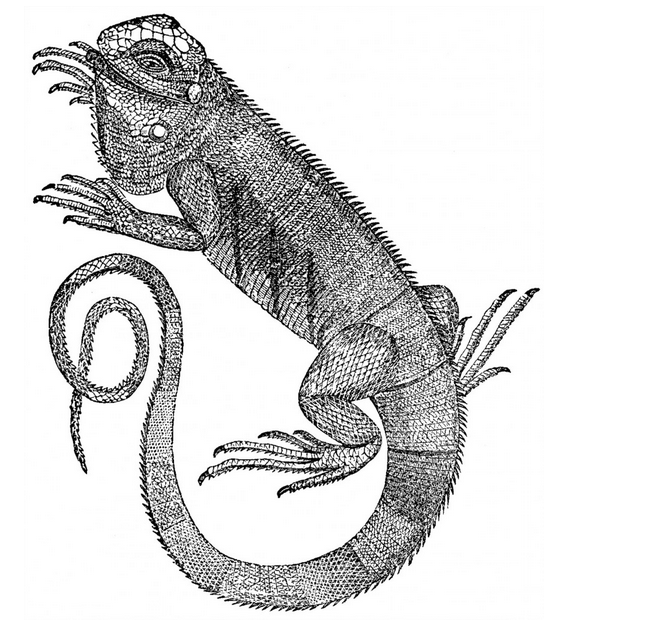 Iguana ID Board - image 1 - student project