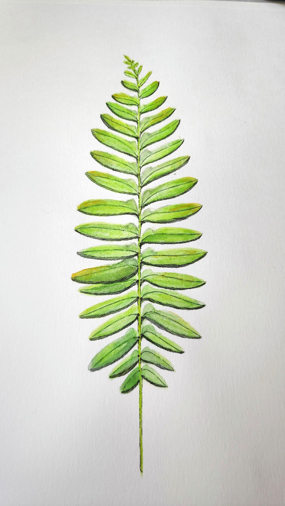 The mushroom and the fern! - image 3 - student project