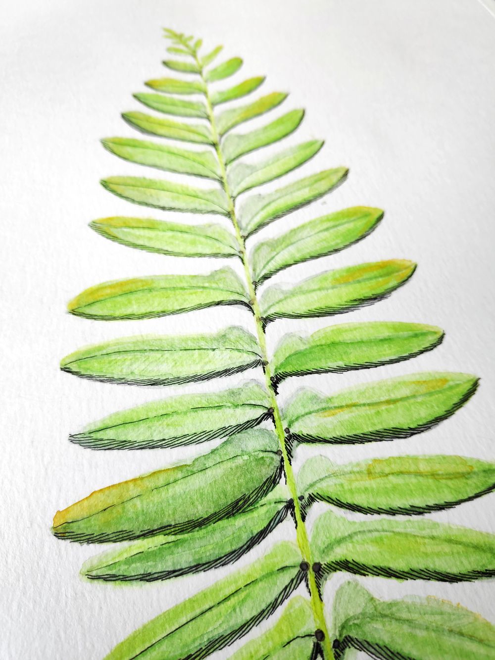 The mushroom and the fern! - image 2 - student project
