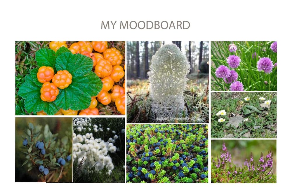 Cloudberry season - image 1 - student project
