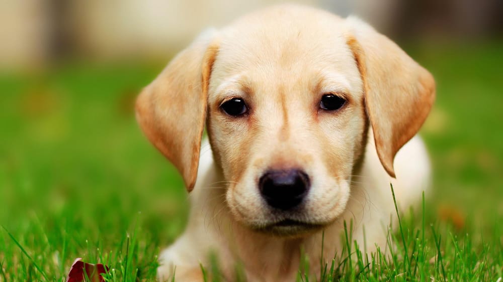 Puppy - image 1 - student project