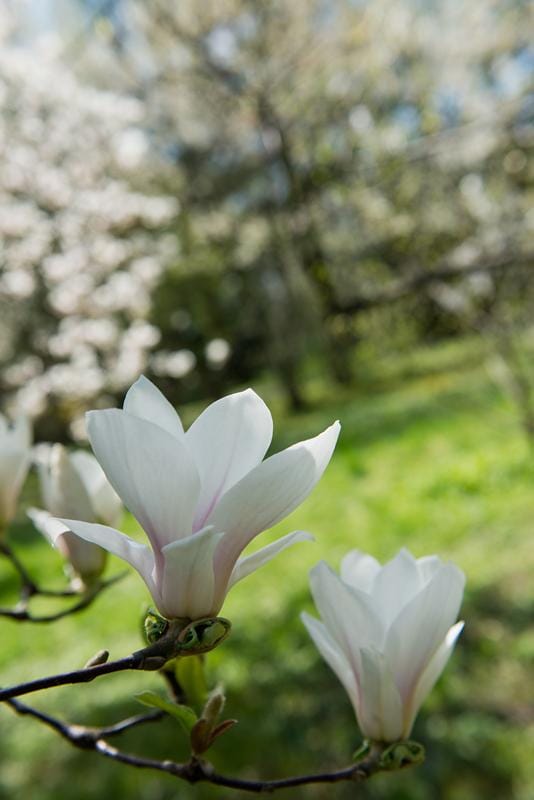 Magnolias - image 4 - student project