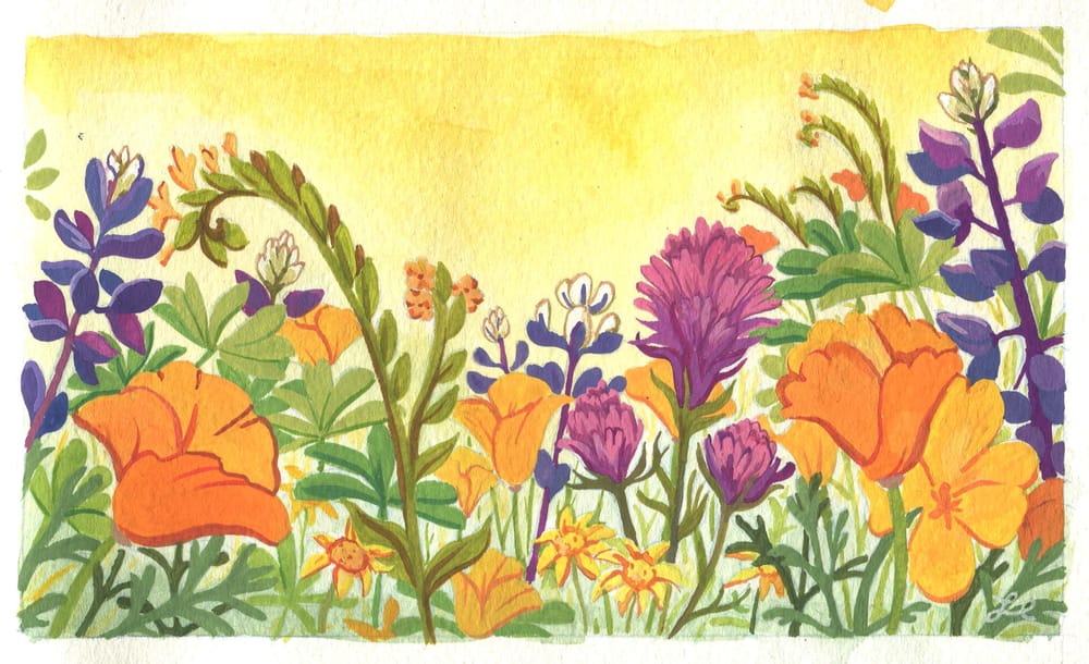 Southern California Wildflowers - image 1 - student project
