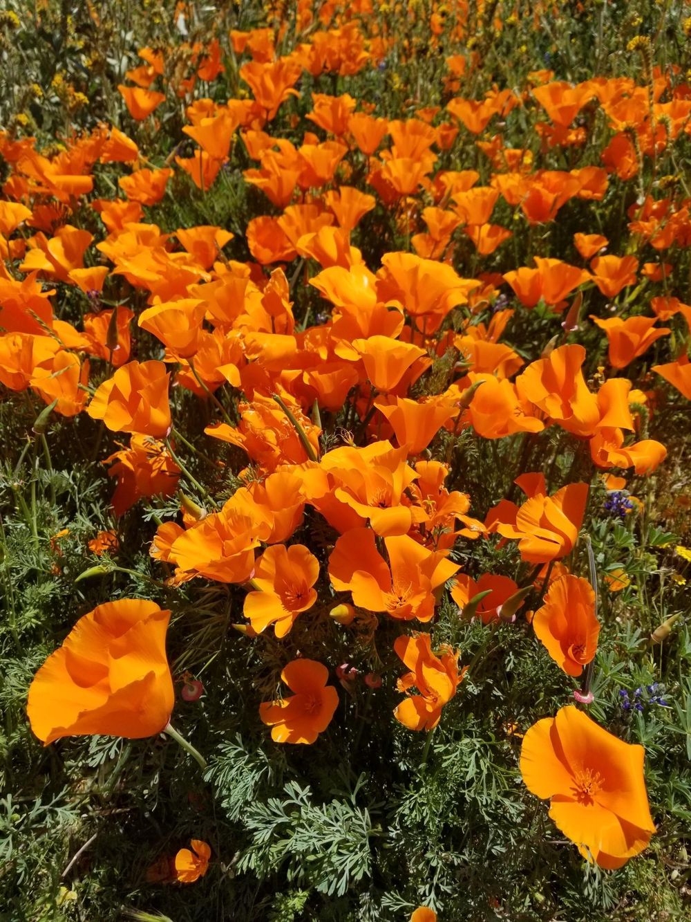 Southern California Wildflowers - image 2 - student project