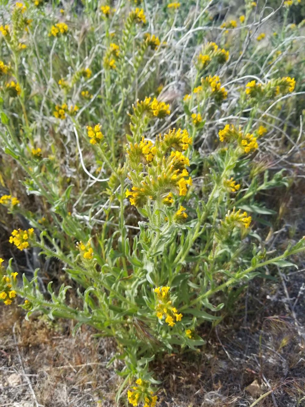 Southern California Wildflowers - image 6 - student project