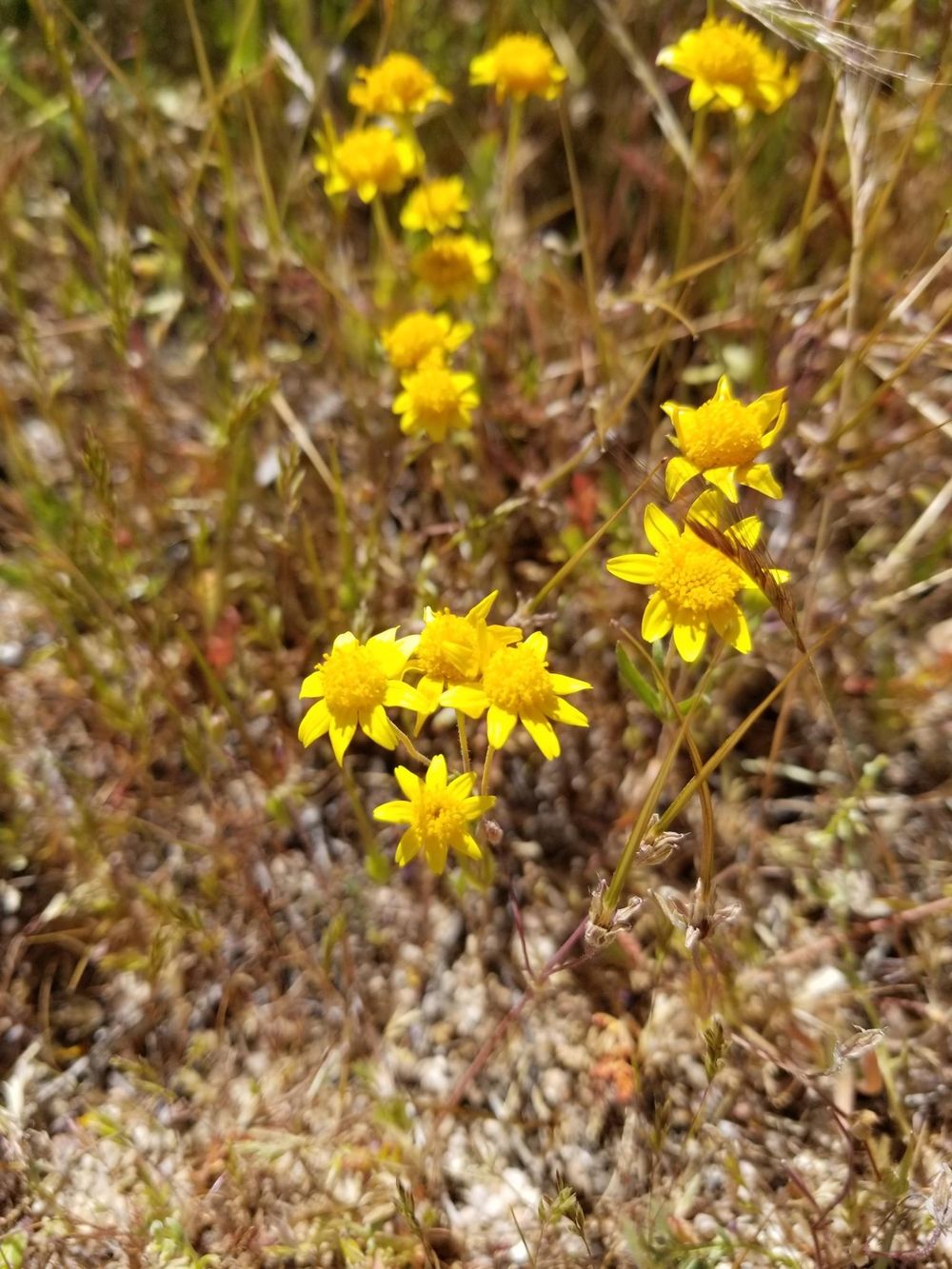 Southern California Wildflowers - image 5 - student project