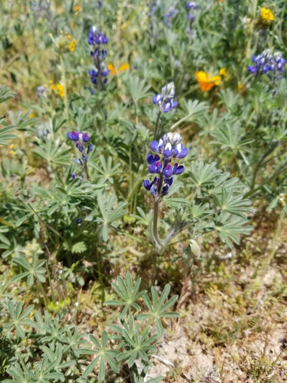 Southern California Wildflowers - image 3 - student project