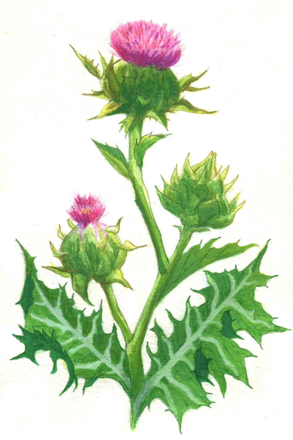 Milk Thistle - image 1 - student project