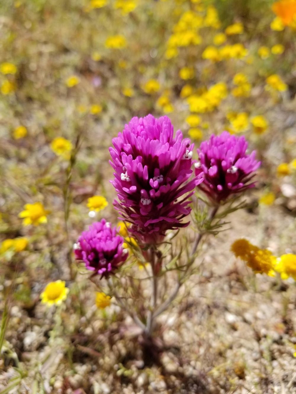 Southern California Wildflowers - image 4 - student project