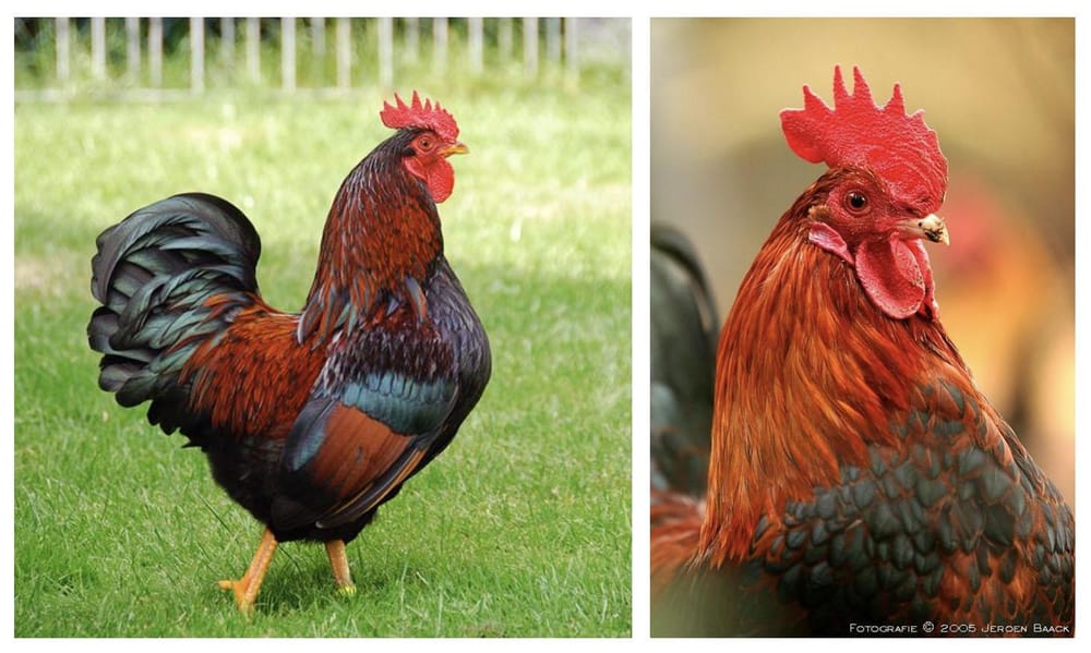 Rooster Logo - image 1 - student project