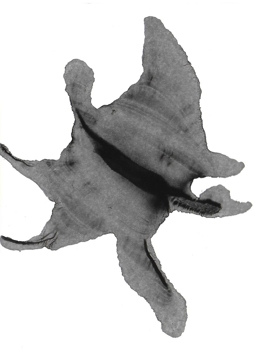 Monotype experiments - image 4 - student project