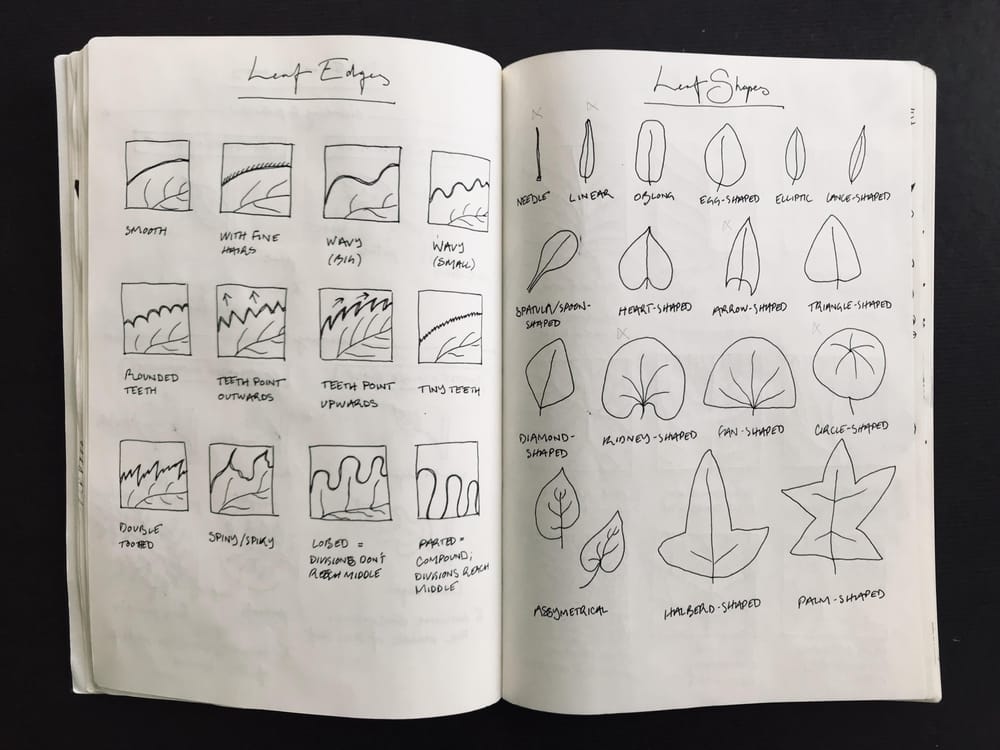 Drawing Plants & Leaves - image 1 - student project