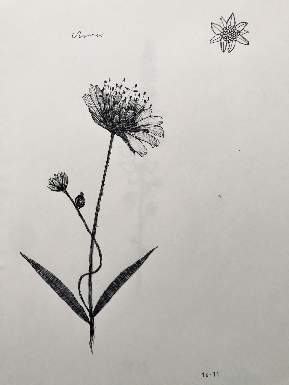 Drawing wildflowers - image 4 - student project