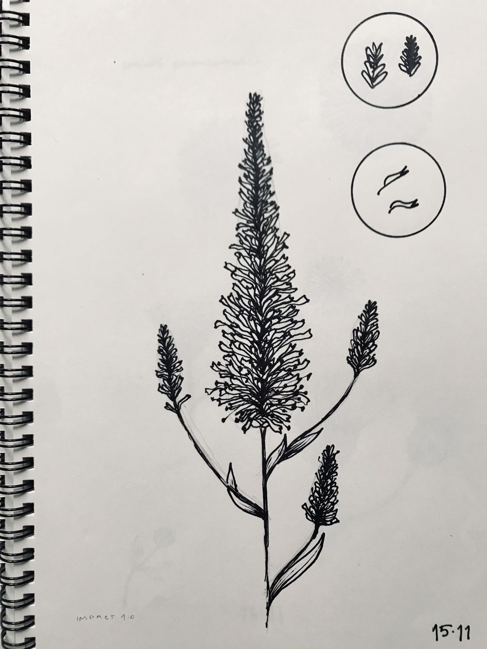 Drawing wildflowers - image 2 - student project