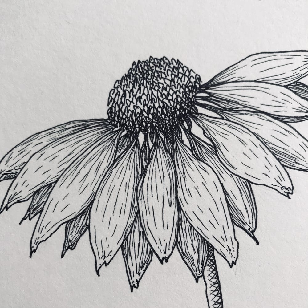 Floral Illustration pt 1 - image 2 - student project