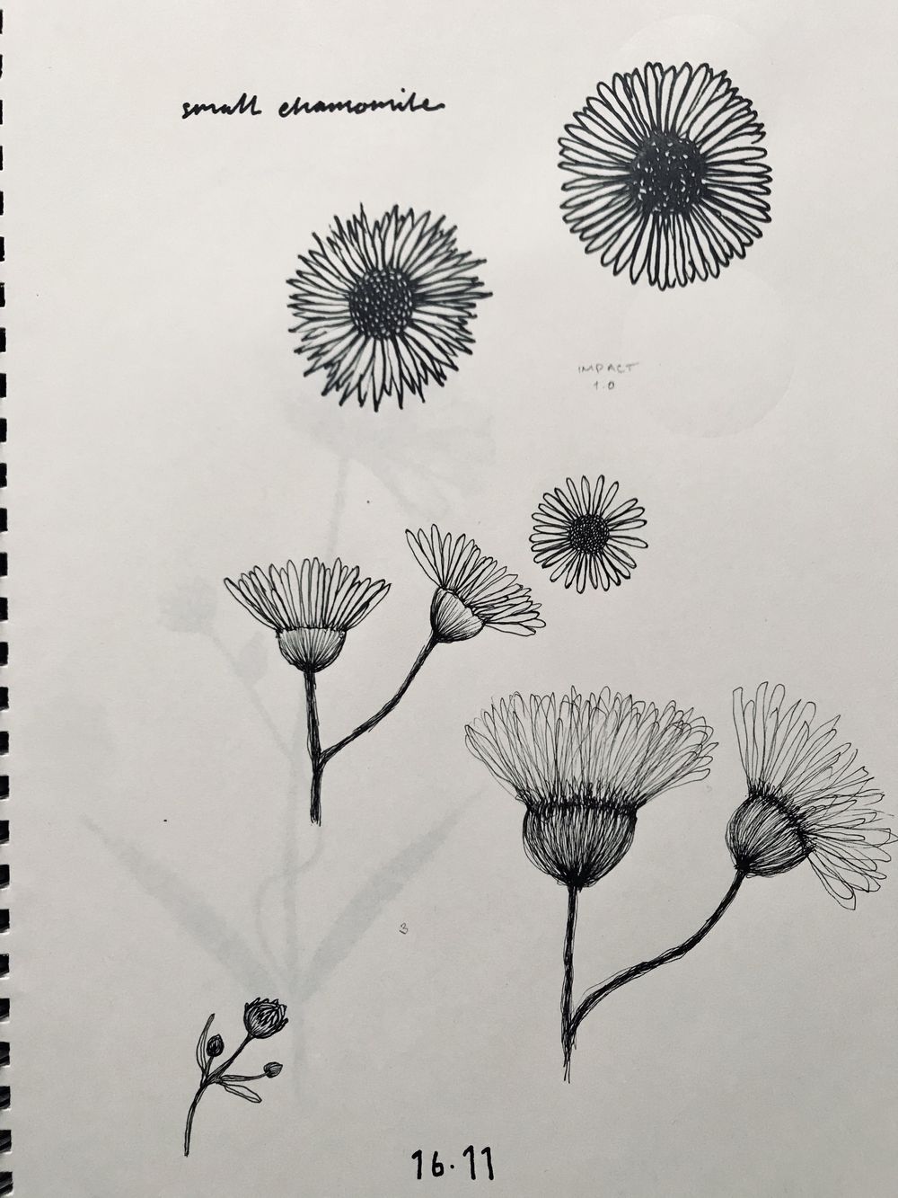 Drawing wildflowers - image 3 - student project