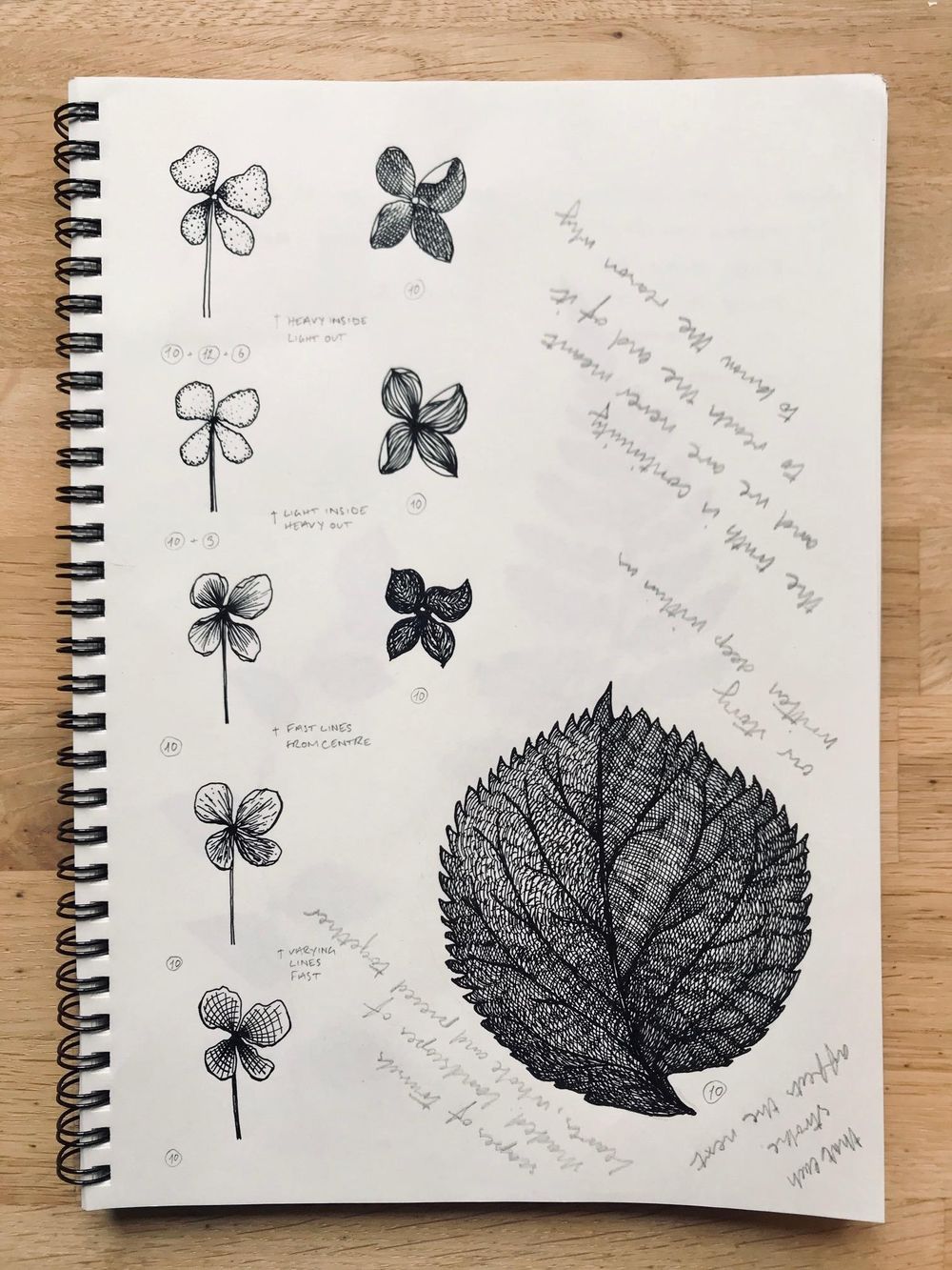 Ink botanical illustration: texture and shading - image 3 - student project