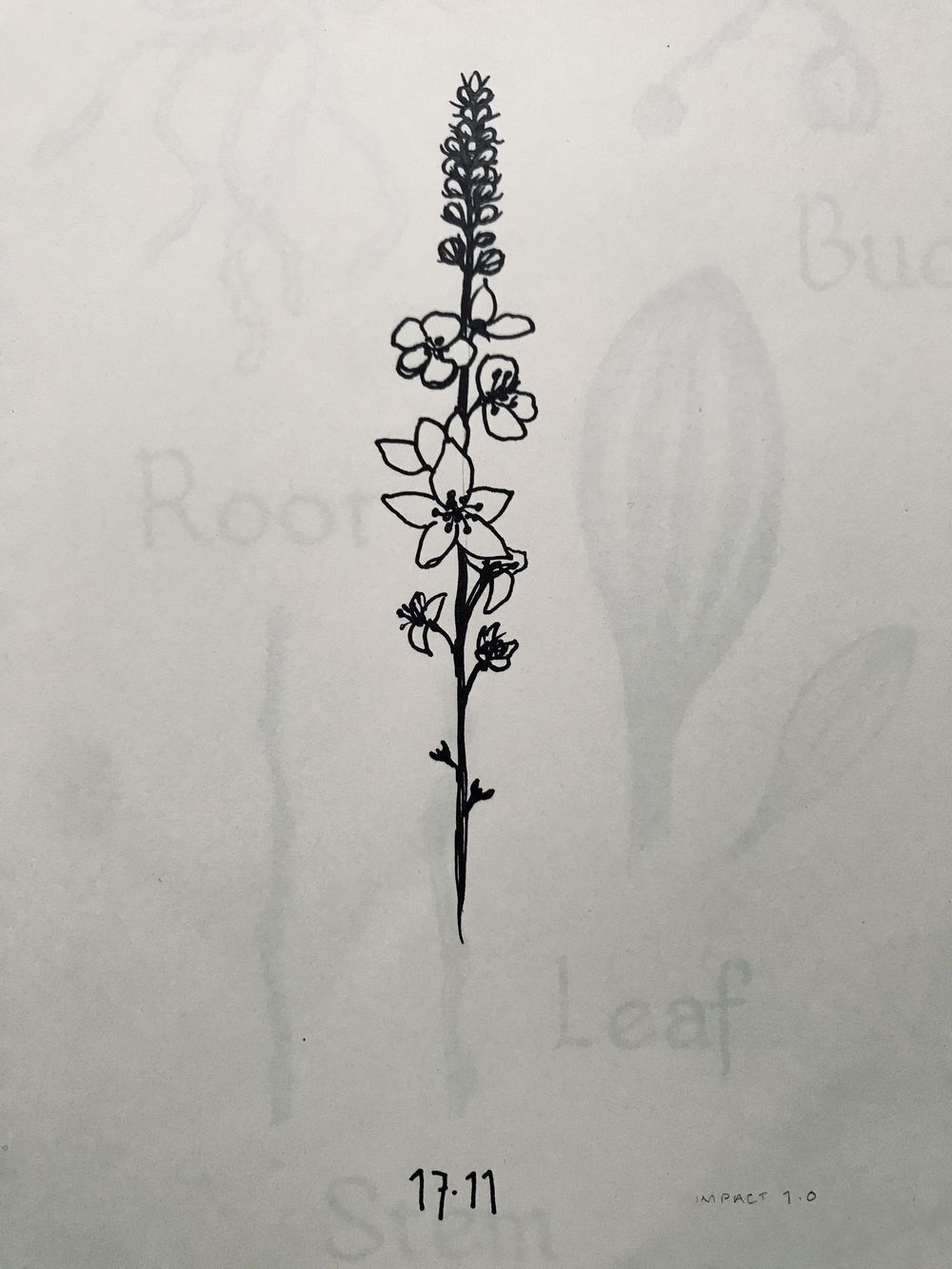 Drawing wildflowers - image 5 - student project