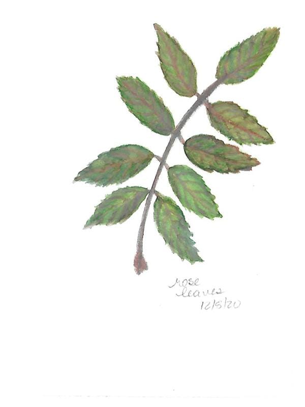 Watercolor leaves - image 2 - student project