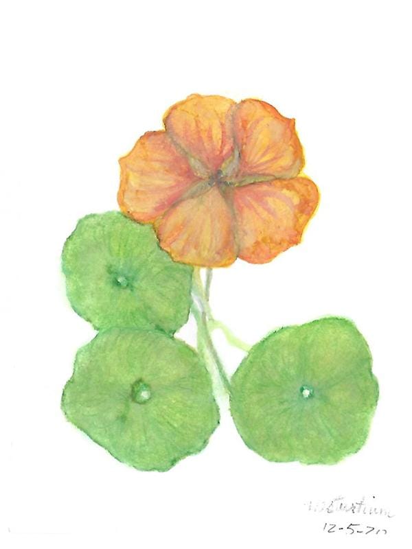 Nasturtium - image 1 - student project