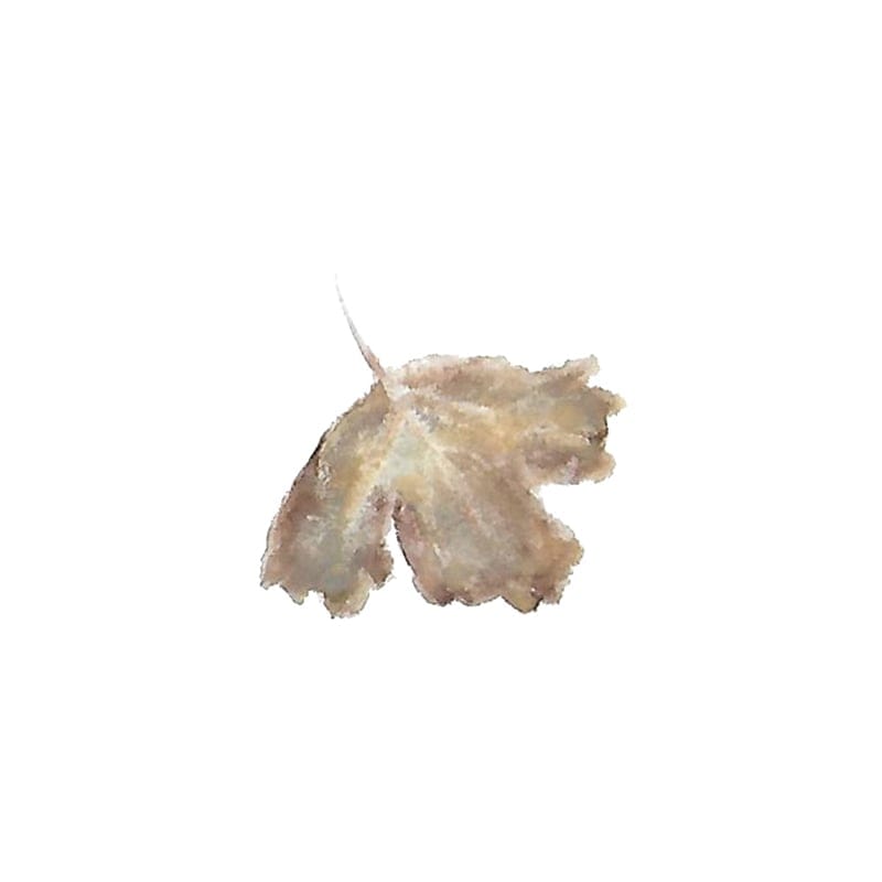 Leaf selections - image 3 - student project