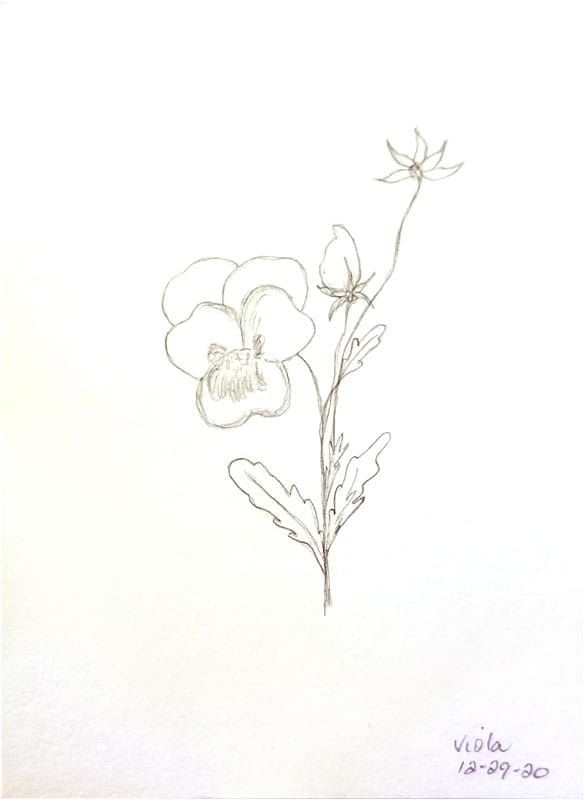Viola study - image 2 - student project