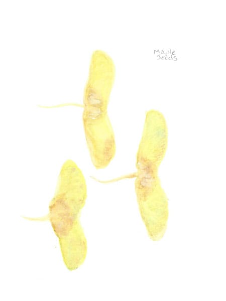 Autumn leaves - image 2 - student project