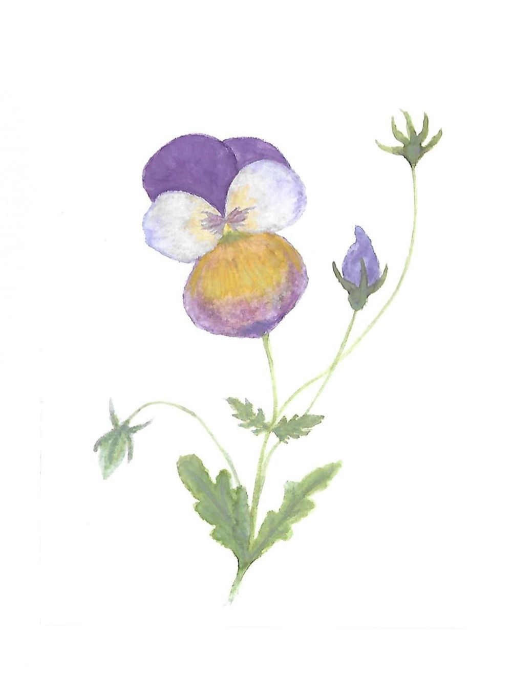 Viola study - image 4 - student project