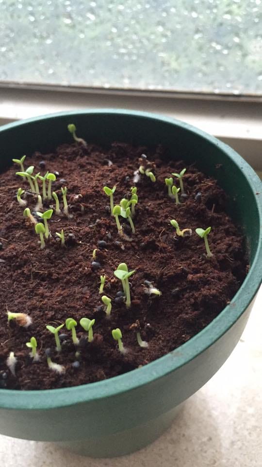 Indoor Vegetable garden - image 3 - student project