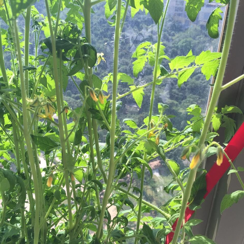 Indoor Vegetable garden - image 6 - student project