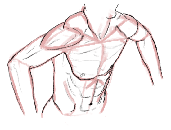 Drawing Torso Pool - image 2 - student project