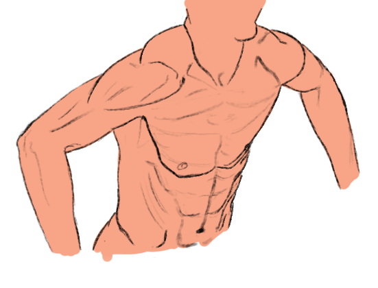 Drawing Torso Pool - image 3 - student project