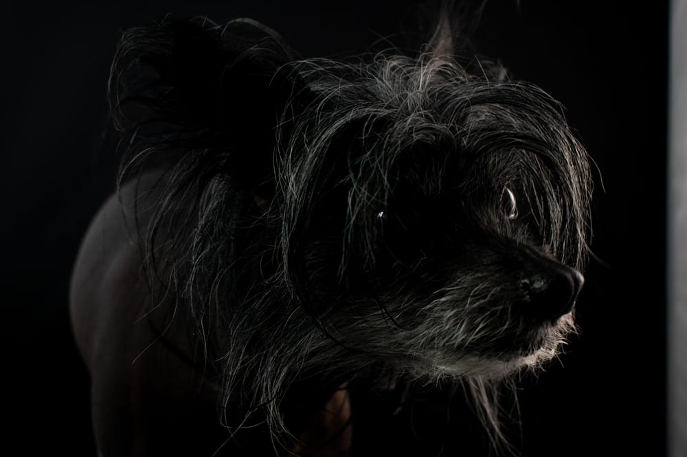 I had great fun with my first pet portrait attempt - image 1 - student project
