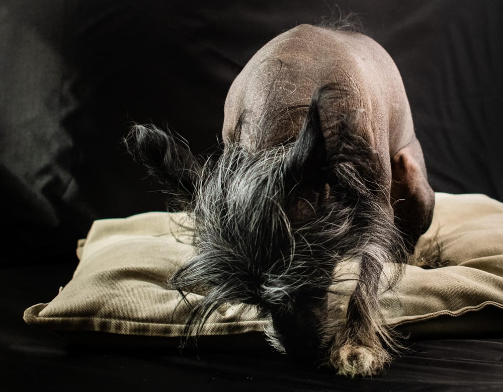 I had great fun with my first pet portrait attempt - image 3 - student project