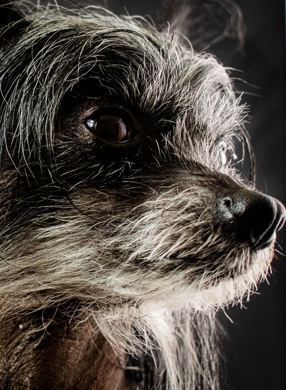 I had great fun with my first pet portrait attempt - image 2 - student project