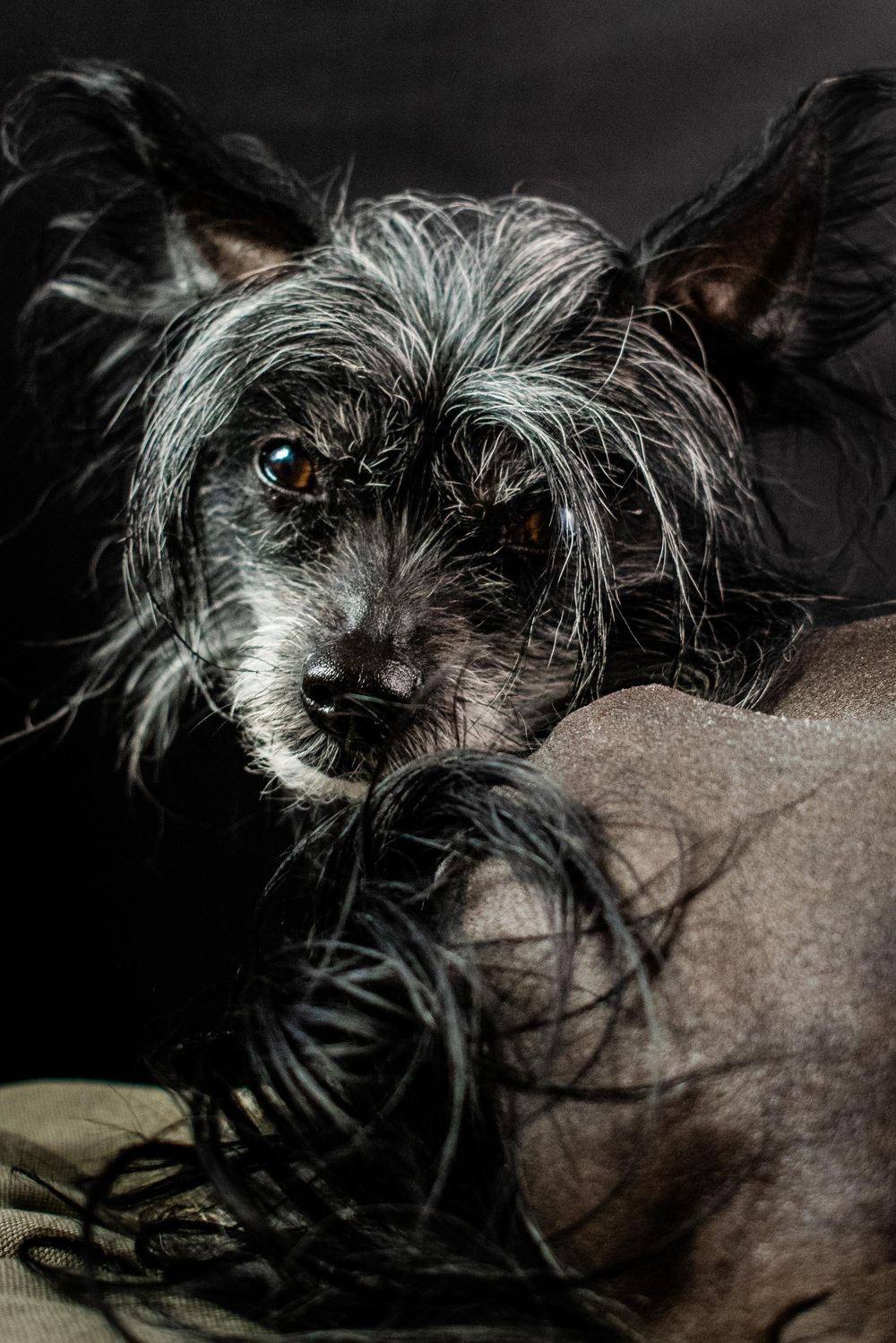I had great fun with my first pet portrait attempt - image 4 - student project