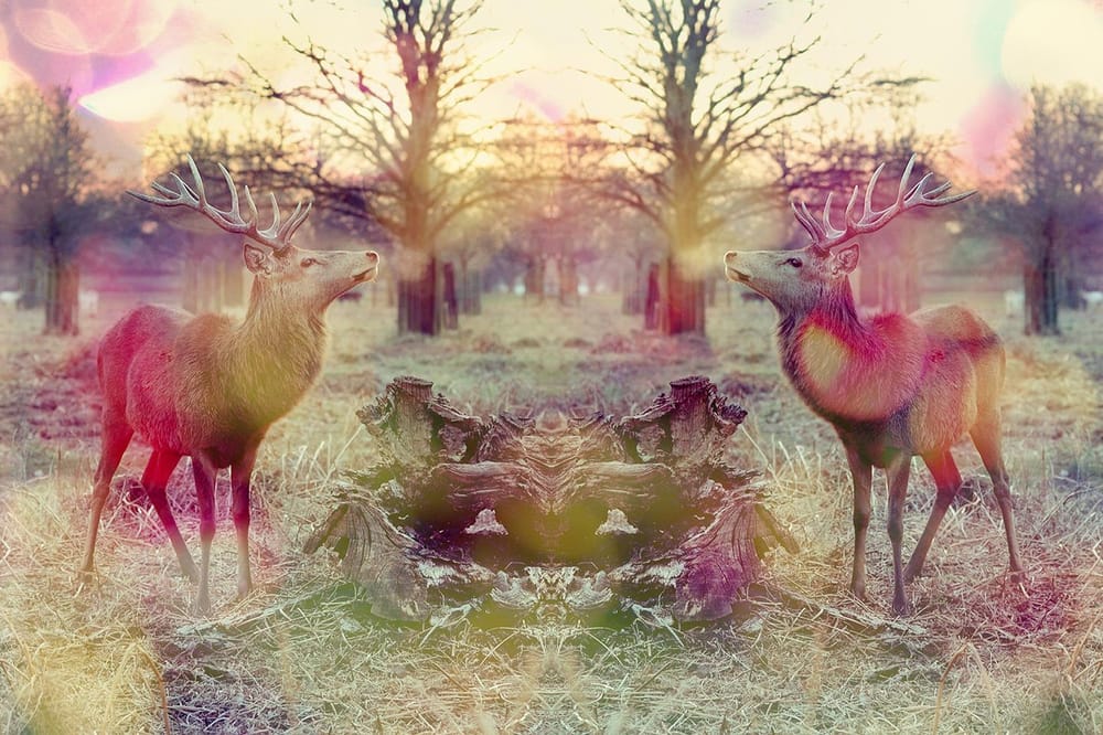 Photoshop: photo texture collage - image 4 - student project