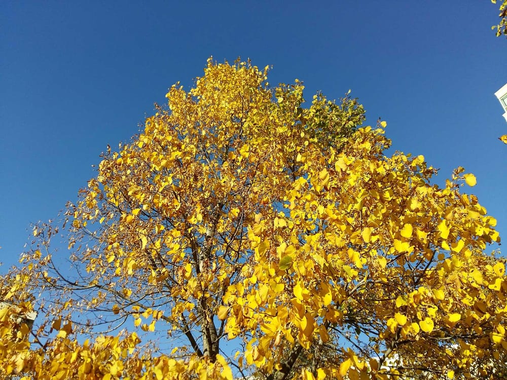 Fall Colors Portrait - image 3 - student project
