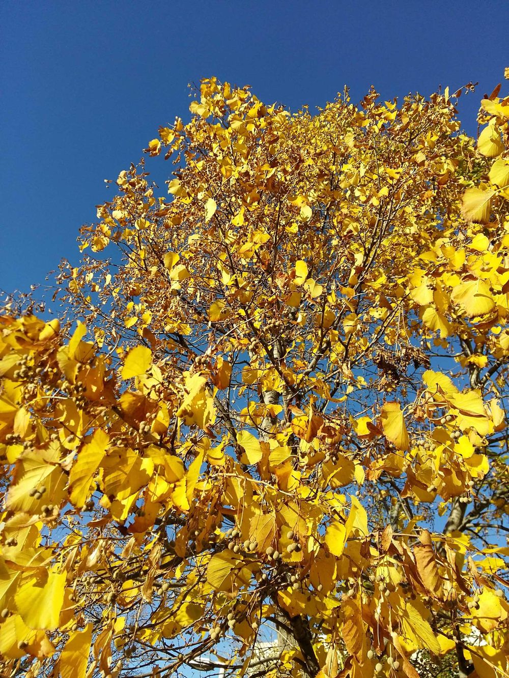 Fall Colors Portrait - image 1 - student project