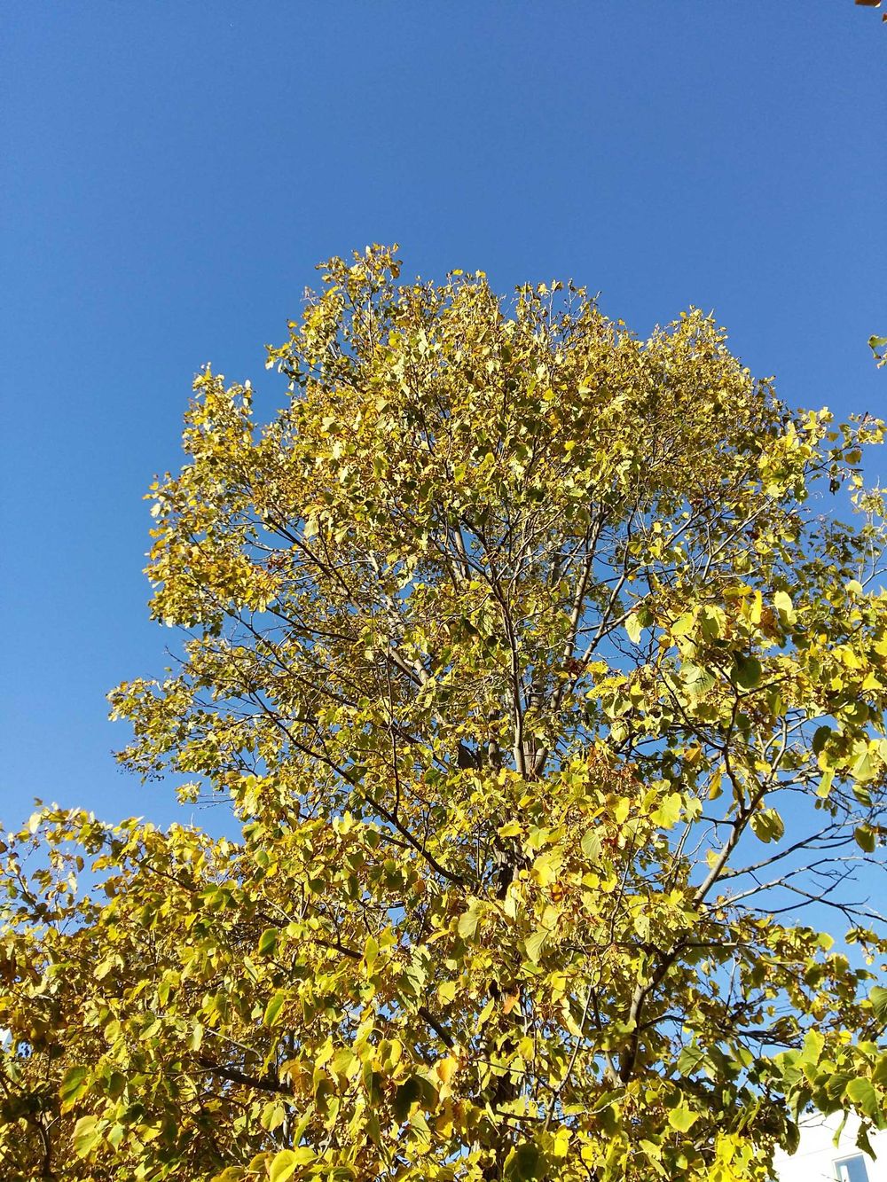 Fall Colors Portrait - image 2 - student project