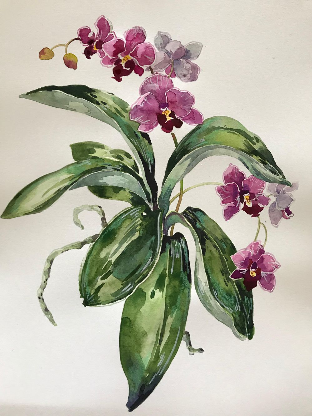 Orchid - image 1 - student project
