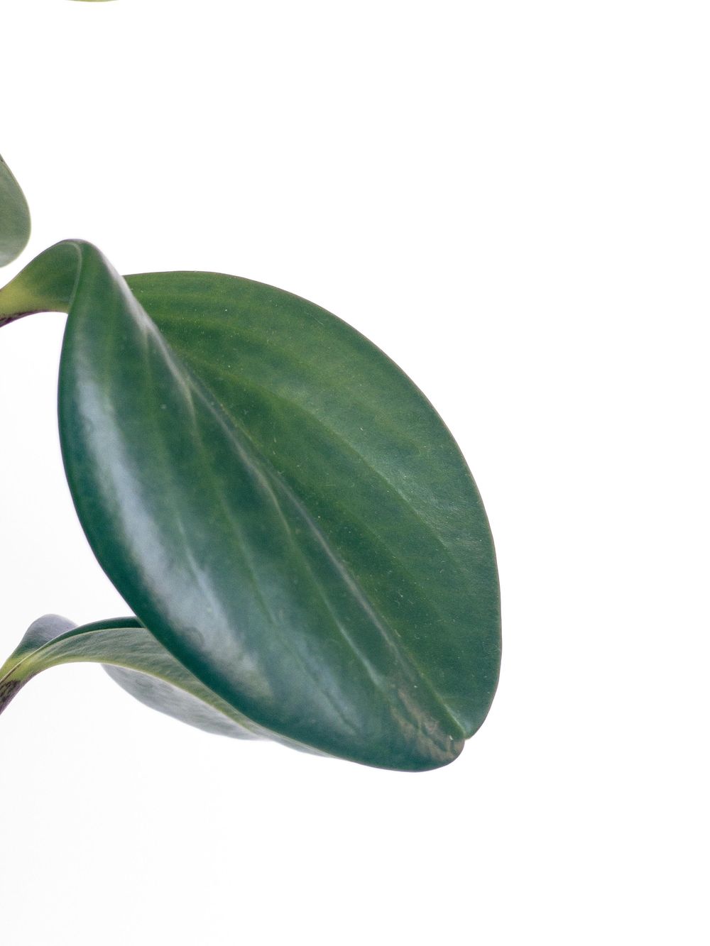 House Plant Photoshoot - image 2 - student project