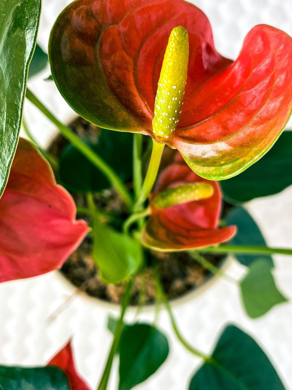 House Plant Photoshoot - image 4 - student project